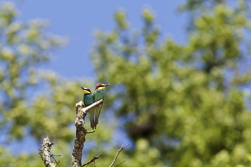 Bee Eater 31